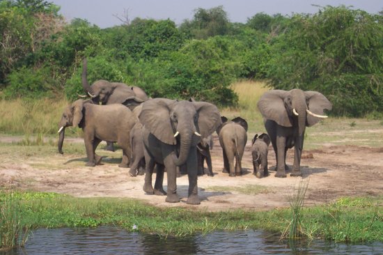 elephants-on-the-nile